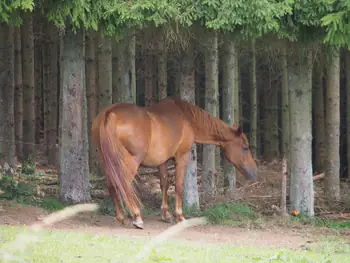 Coulnifontaine (België) (samenvloeiing westelijke en oostelijke Ourthe)